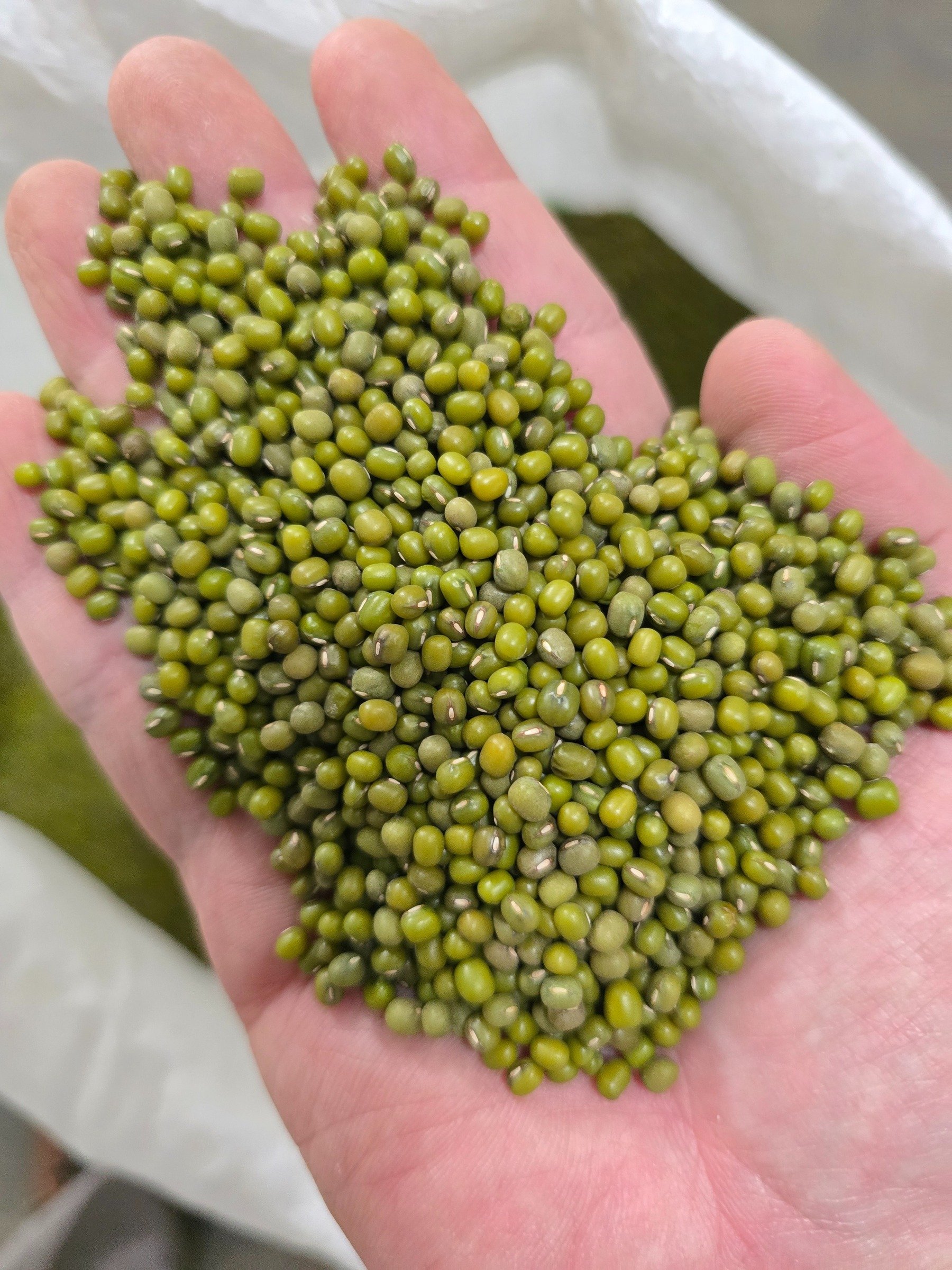 Sortasi Biji Presisi